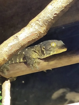 Rhacodactylus lechaniaus Nuu Ami NZ 24 1.1 , 950 eu  !! Bild 5