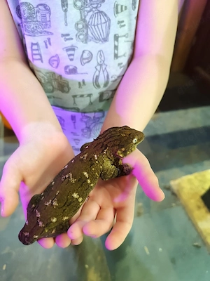 Rhacodactylus lechaniaus Nuu Ami NZ 24 1.1 , 950 eu  !! Bild 6