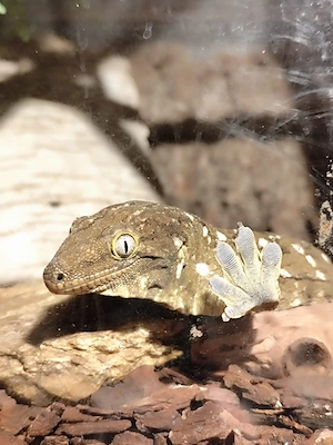 Rhacodactylus lechaniaus Nuu Ami NZ 24 1.1 , 950 eu  !! Bild 7
