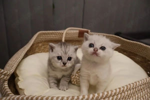 BKH BLH Kitten suchen liebevolles Zuhause 