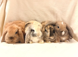 Zwergkaninchen Babys Farbenzwerge Minilop 