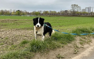 Pierre, 29.3. PS 50170 Kerpen, ist ein typischer Welpe an der Schwelle zum Junghund