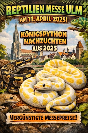 Königspython Nachzuchten abzugeben! (MESSE ULM)