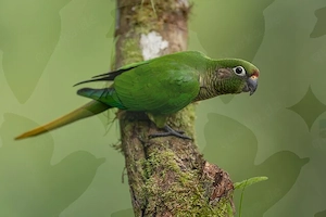 Braunohrsittich Pyrrhura Frontalis