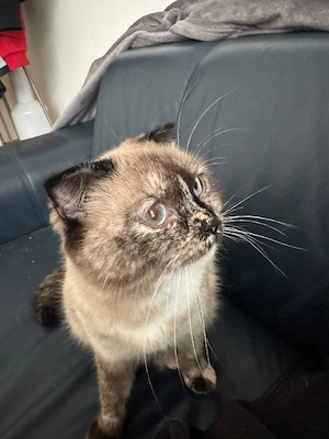 eine katze in liebevolle hände abzugeben