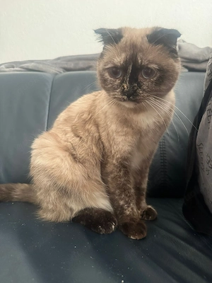 eine katze in liebevolle abzugeben