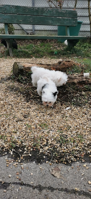 Bolonka-Pudel (Doodle, Bollipoo) Welpen.