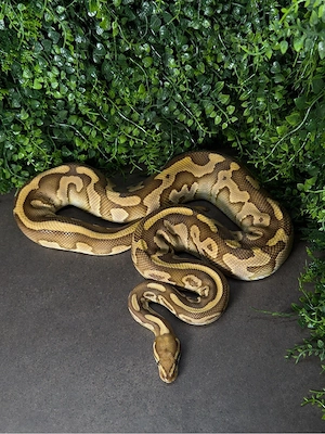 1.0 Hetari Leopard Königspython