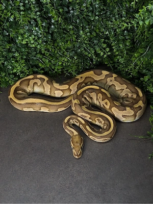 1.0 Hetari Leopard Königspython