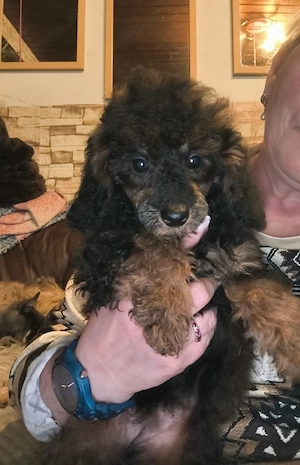 Süßes Zwergpudel Welpen Mädchen 