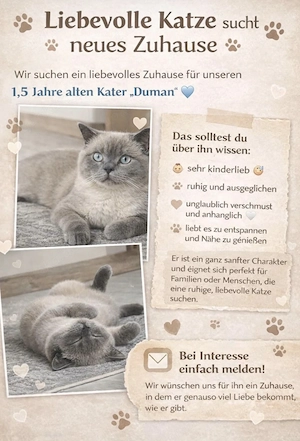 Traumkater Duman sucht dich! reinrassig BKH