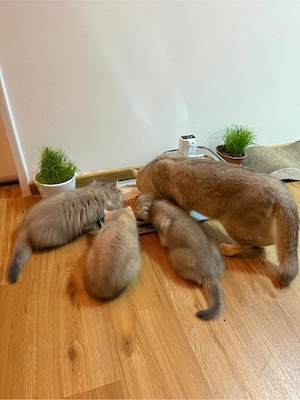 BKH  Kitten weiblich sucht ein liebevolles Zuhause Bild 4