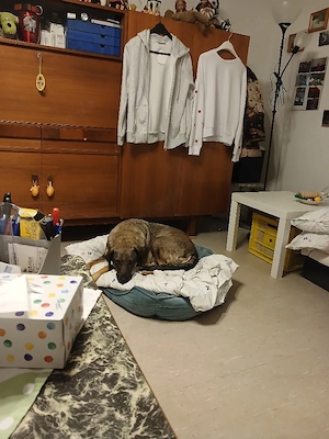 Mus meine süsse hündin in gute hände verk.