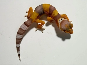 0.0.4 Leopardgecko Stonedevil x Stonewash Bell