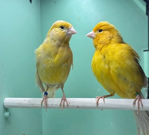 Kanarienvögel! 