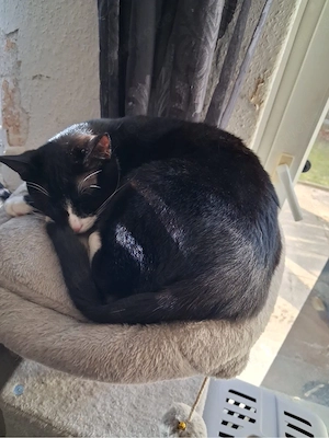 blacki sucht zu hause für immer   