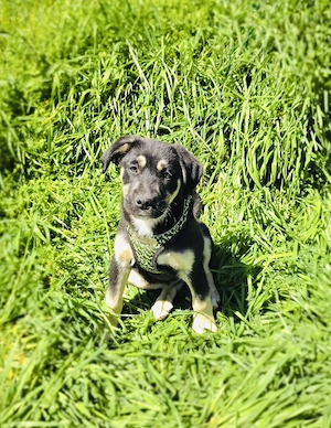 Frieda sucht ein Zuhause 