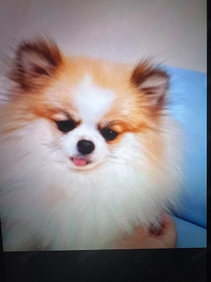 Pomeranian-Hund zu verkaufen