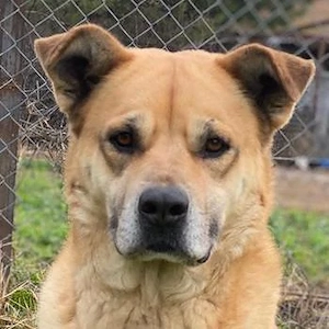 Macarena, geb. ca. 06 2019, lebt in GRIECHENLAND, im städt. Tierheim Serres 