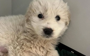 Möchtest du Genevieves großes Wunder sein?