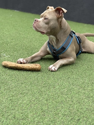 American Pocket Bully rüde 