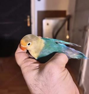 Die zahme männliche Pfirsichköpfchen 