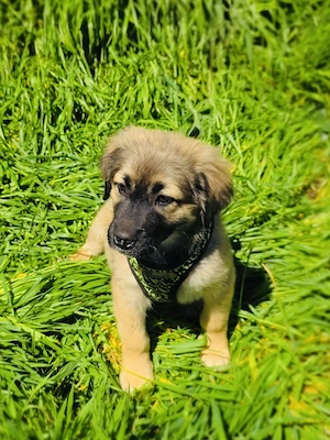 Trudi sucht ein Zuhause 