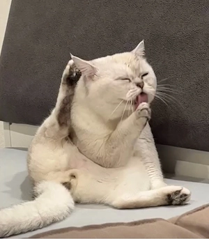 Deckkater mit blauen Augen