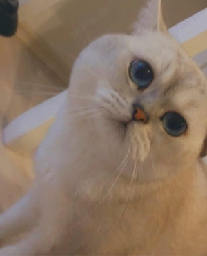 Deckkater mit blauen Augen