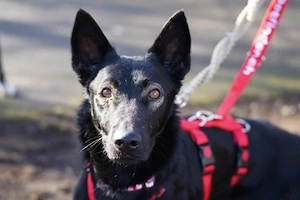 Traumhund Zorro wartet auf seine Menschen