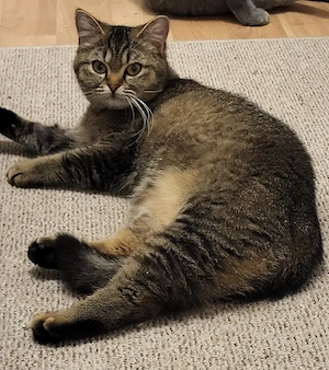 BKH Britisch Kurzhaar 