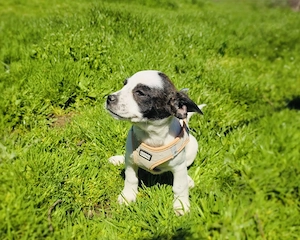 Diva französischer Bulldoggen Mix 