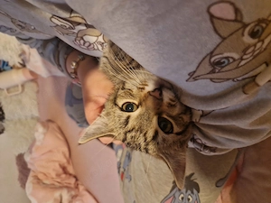 Kleiner Prinz 3 Monate alt