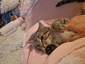 3 Monate alte Kätzchen nur noch der Junge ist da