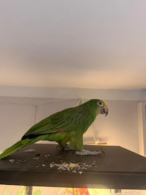 Gelbhaubenamazone  Rio  sucht ein liebevolles neues Zuhause