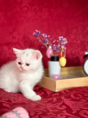 britisch kurzhaar bkh kitten mix 