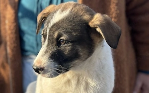 Wanknobi sucht ein ländliches Zuhause