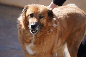 Toby   ein Teddybär auf vier Pfoten