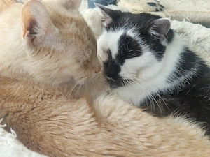 Wir suchen eine Katzenbaby