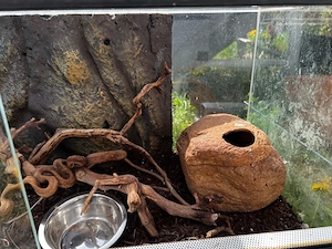 Terrarium 80x40x40 Vollglas abzugeben