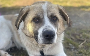 Wird Gandalf dein Gefährte? Bild 5