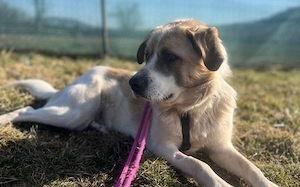 Wird Gandalf dein Gefährte? Bild 3