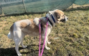 Wird Gandalf dein Gefährte? Bild 2