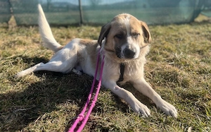 Wird Gandalf dein Gefährte? Bild 4