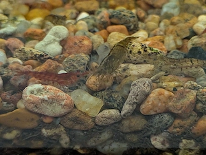 Aquarium Garnelen   10 Stück für 1  