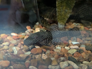 Antennenwelse ca. 5 cm   2  