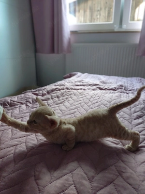 Reinrassige Devon Rex Kitten