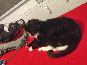 Zwei Katzen abzugeben 2 Jahre und ca 9 Jahre alt 