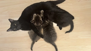 Ich suche einen Deckkater Bengali oder Hauskatze