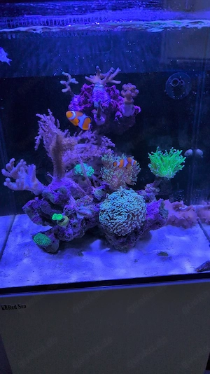 Meerwasser Aquarium70l mit Besatz!
